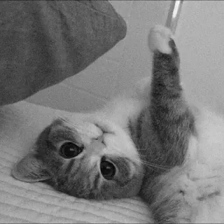 🙃 da6d516d cat, middle finger, rude, funny, animal whatsapp sticker