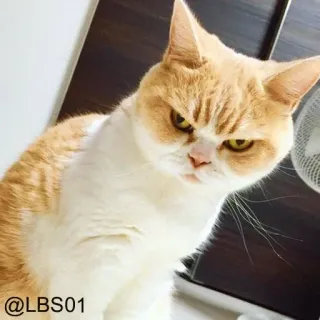 😠 dfbf7203 @LBS01 cat, animal, pet, feline, domestic animal whatsapp sticker