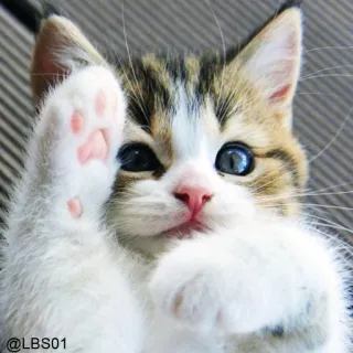 🤚 e27bb453 @LBS01 cat, kitten, cute, pet, animal, paw, waving whatsapp sticker
