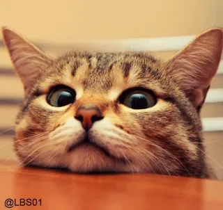 😐 e52d95c3 @LBS01 cat, cute, animal, pet, kitten, feline whatsapp sticker