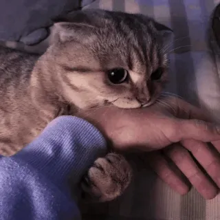 🥰 f42d4b7d cat, kitten, animal, pet, cute, playful, scottish fold whatsapp sticker