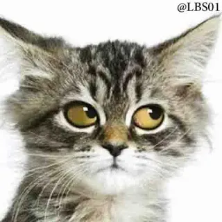 😒 fc5de288 @LBS01 cat, kitten, cute, animal, pet, meme whatsapp sticker