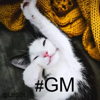 😴 fda1db13 #GM cat, kitten, cute, good morning, gm, animal whatsapp sticker