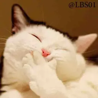 😄 ff75a168 @LBS01 cat, kitten, animal, cute, pet, laughing cat, funny whatsapp sticker