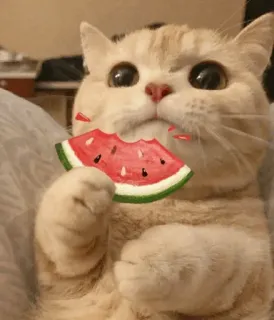🍉 fff41966 cat, kitten, watermelon, cute, animal, pet whatsapp sticker