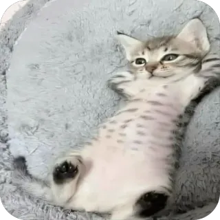 🫥 0bce9e69 Katze, Kätzchen, Tier, süß, Haustier, Haustier, Katzenartig telegram sticker