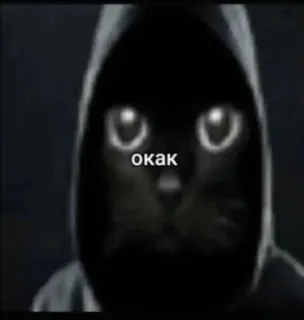 🌟 3b42dc85 окак Katze, Hoodie, Tier, Meme, Lustig, Russisch telegram sticker