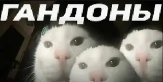 🌟 a4e2ab06 ГАНДОНЫ Katzen, beleidigend, russisch, Schimpfwort telegram sticker