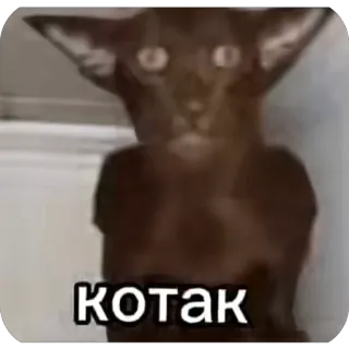 🫥 af2b02e7 котак Katze, russisch, Meme, lustig, Tier telegram sticker