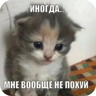 🙁 0d43fbbe ИНОГДА... МНЕ ВООБЩЕ НЕ ПОХУЙ gato, gatito, lindo, triste, ruso, a veces, me da igual telegram sticker