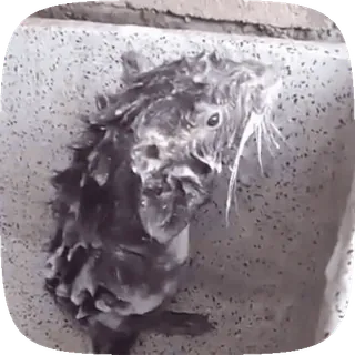 🧖 31f06db4 gato, animal, baño, mascota, animal doméstico, felino, lavado telegram sticker