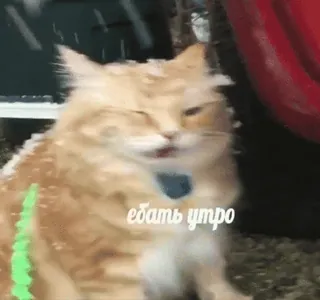 😞 3cf20fb3 ебать утро gato, ruso, nieve, animal, invierno, mascota, ofensivo telegram sticker