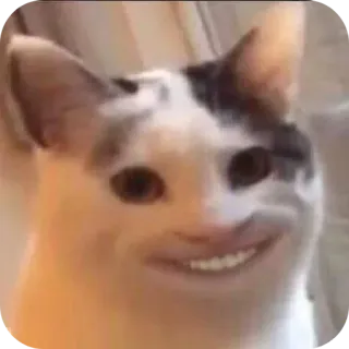 😁 7cc8a9ba gato, meme, gracioso, animal, mascota telegram sticker