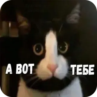 😁 c2861b0a А ВОТ ТЕБЕ gato, meme, ruso, animales, mascota telegram sticker