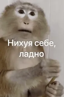 🌟 c5f79d5f Нихуя себе, ладно mono, ruso, animal, meme telegram sticker