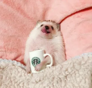 chloe zoo🦋 whatsapp stickers