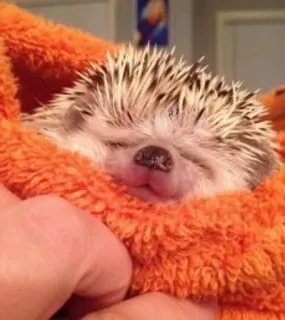 🌟 d1a75cba landak, imut, hewan, mengantuk, kecil, hewan peliharaan telegram sticker