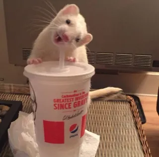 chloe zoo🦋 telegram stickers