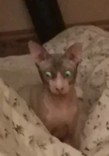 корзинка @zookek telegram stickers