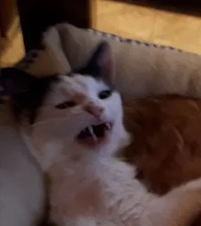 😼 3b8d1975 mèo, tức giận, rít, động vật, mèo, mèo nhà telegram sticker