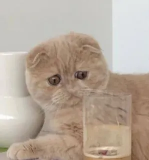 😿 3e731579 mèo, mèo con, dễ thương, động vật, thú cưng, mèo tai cụp Scotland, buồn telegram sticker