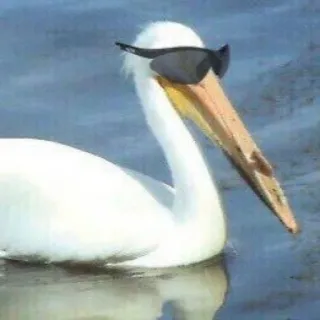 🤠 5de243da bồ nông, kính râm, chim, động vật, ngầu, nước telegram sticker