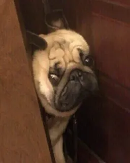 🐶 5e6e11ca chó pug, chó, động vật, dễ thương, thú cưng, vật nuôi telegram sticker