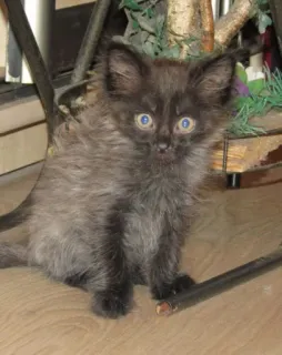 🙀 64ed25f4 mèo con, mèo, mèo đen, động vật, thú cưng, dễ thương telegram sticker