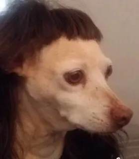 😐 7fbb4130 chó, tóc giả, hài hước, thú cưng, động vật, kiểu tóc telegram sticker