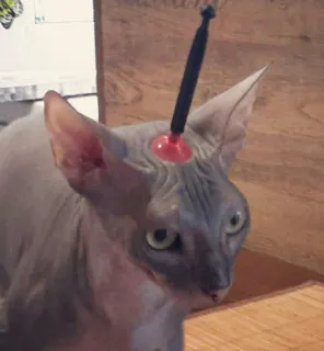 корзинка @zookek telegram stickers