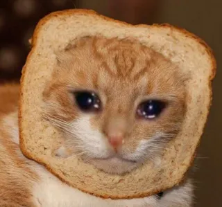 😞 df3b9036 mèo, bánh mì, buồn, khóc, meme, động vật telegram sticker