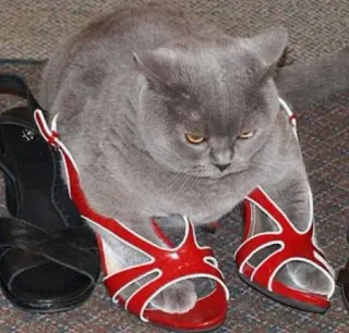 😴 e111753b mèo, giày, giày cao gót, động vật, thú cưng, dễ thương telegram sticker