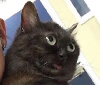 😲 e4de8602 mèo, động vật, thú cưng, meme, hài hước, dễ thương telegram sticker