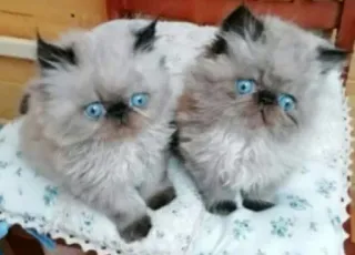 🙀 eabc64f6 mèo, mèo, động vật, mèo con, mèo con, dễ thương, thú cưng, thú cưng telegram sticker