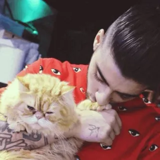 🐱 a349ccad cat, pet, man, affection, animal, domestic whatsapp sticker