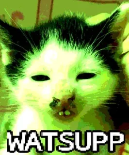 🤓 27bc397c WATSUPP mèo, mèo con, hài hước, meme, động vật, thú cưng telegram sticker
