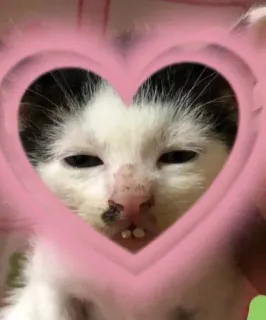 🤓 553d2a46 mèo, mèo con, trái tim, dễ thương, động vật telegram sticker