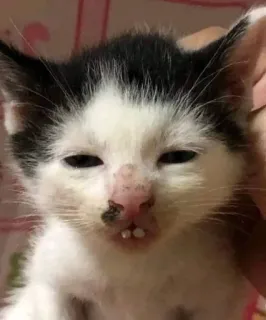 🤓 e3cc04f9 mèo, mèo con, động vật, thú cưng, dễ thương telegram sticker