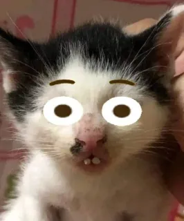 😳 fb62369b mèo, mèo con, hài hước, meme, động vật, thú cưng, mắt, dễ thương telegram sticker