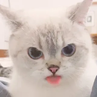 😜 6abe3c08 кот, животное, питомец, милый, блеп, язык, кошачий, котенок telegram sticker