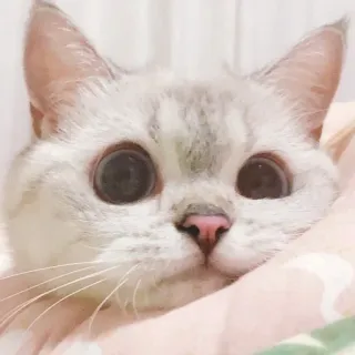 😊 a6773dbe кот, милый, животное, питомец, котёнок, большие глаза telegram sticker