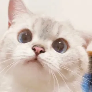 🙁 bfaa4997 кот, котенок, животное, питомец, милый, голубые глаза telegram sticker