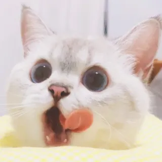 Zuzu & Nana Reactions telegram stickers