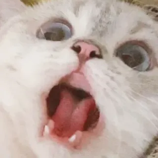 😱 f549f2de кот, крик, животное, питомец, мем telegram sticker