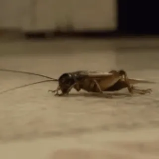 звуки тоста ed.2 :: @fStikBot telegram stickers