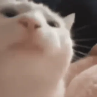 😼 5a7b7928 chat, animal, mignon, animal de compagnie, animal domestique, chat blanc telegram sticker