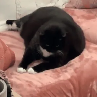 🌟 aea01031 chat, chat tuxedo, animal, animal domestique, animal de compagnie, couché telegram sticker