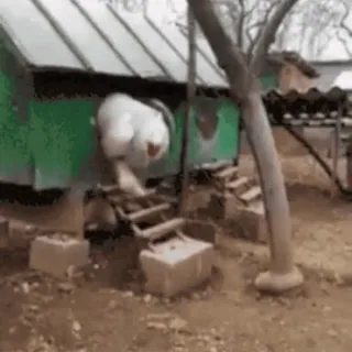 🐓 c50af671 poulet, animal, drôle, oiseau, ferme telegram sticker