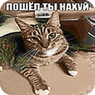 🫥 476c5988 ПОШЁЛ ТЫ НАХУЙ Katze, beleidigend, russisch, Obszönität, Tier, Meme telegram sticker