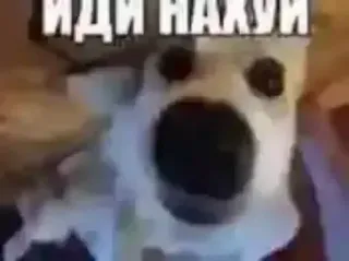 🐶 586bb953 ИДИ НАХУЙ Hund, Meme, Beleidigend, Russisch telegram sticker